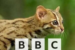 【合集】最值得孩子观看的BBC短篇纪录片